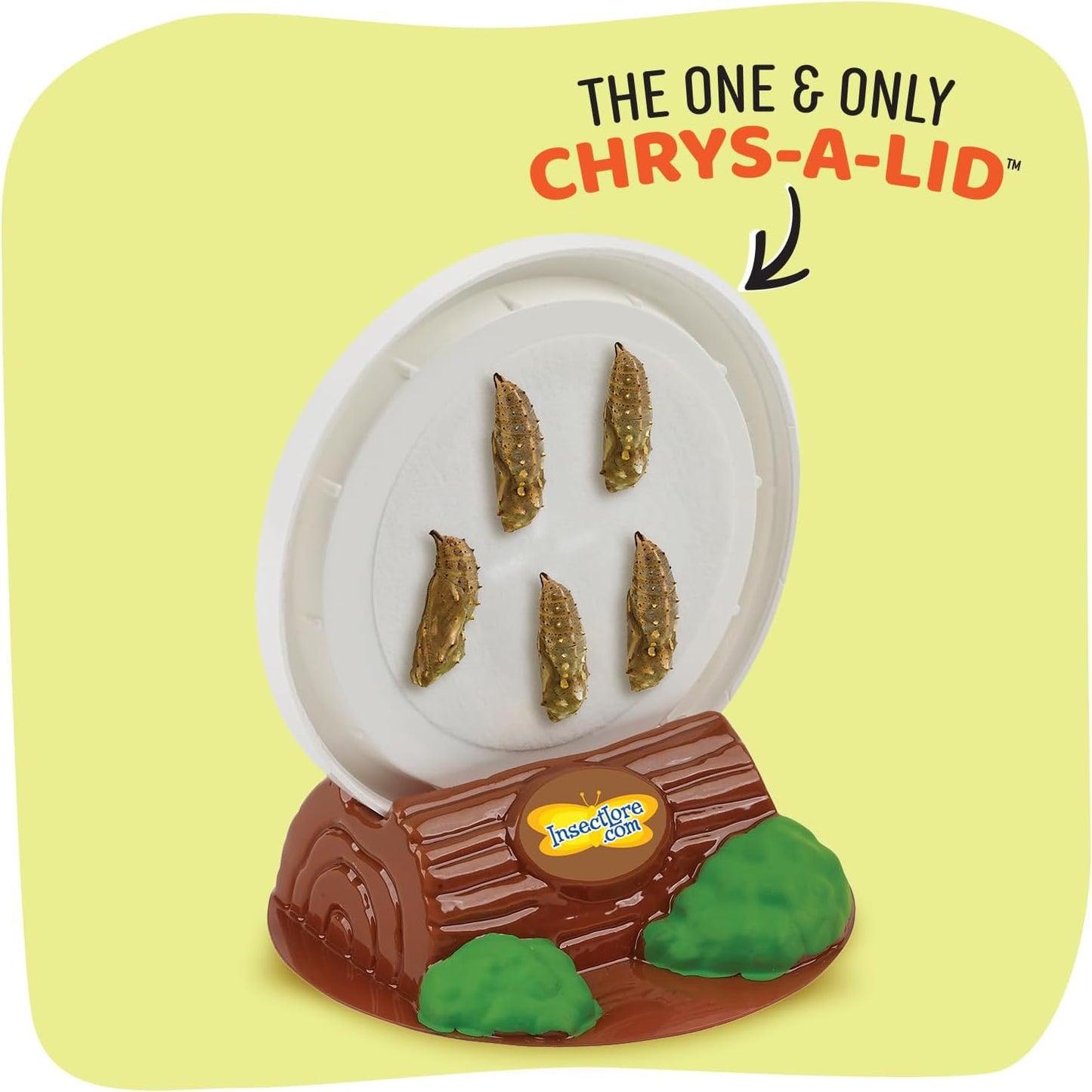 Insect Lore Cup Caterpillars - 5 Live Painted Lady Caterpillars with Food - Includes Figurines - Refill Kit for Butterfly Garden Habitat - STEM Science Activity for Kids and Classrooms