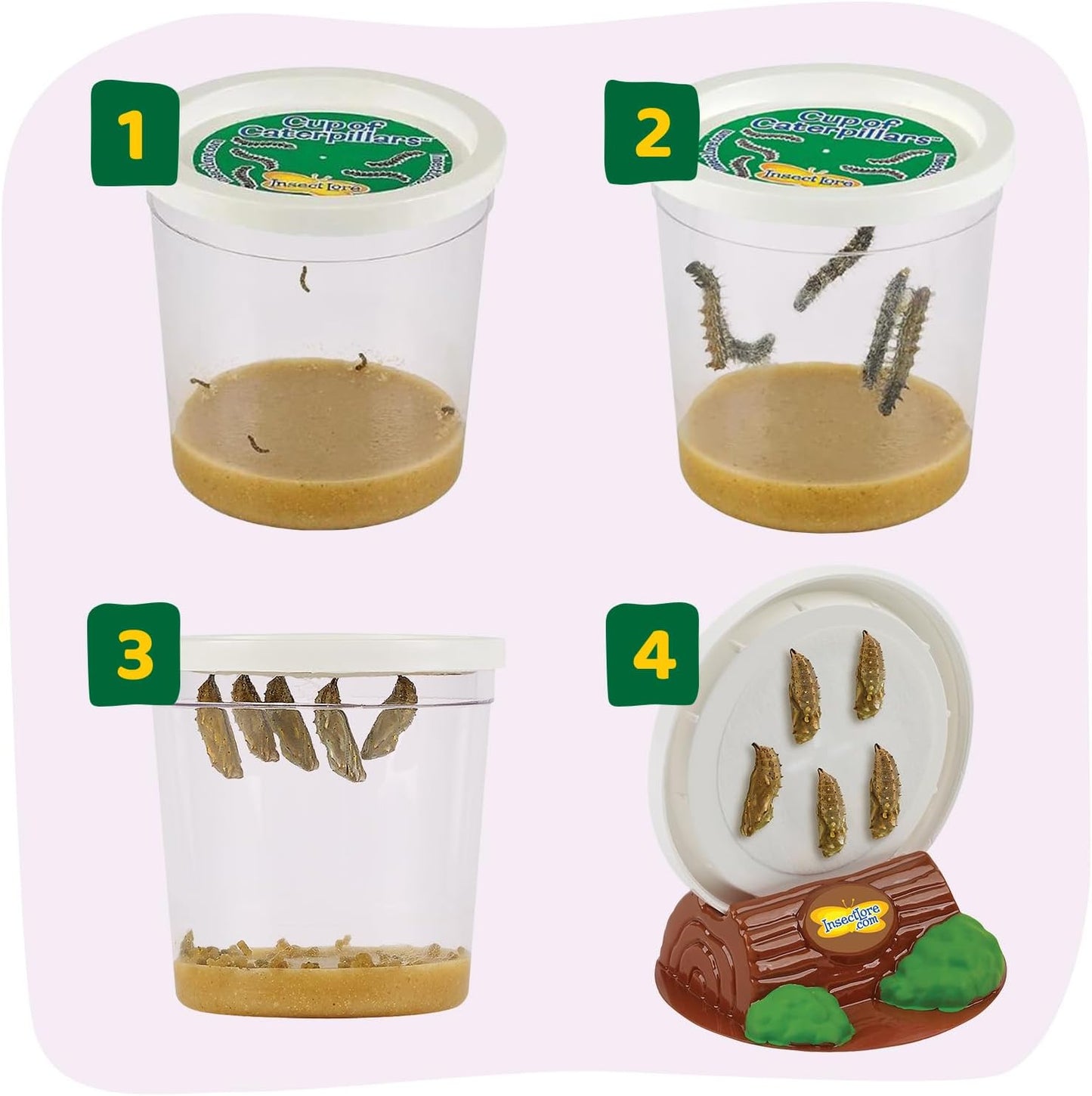 Insect Lore Butterfly Garden - 8" Habitat with 5 Live Baby Caterpillars - Includes Life Cycle Figurines, Stickers, Wind up, Mini Habitat | Birthday or Teacher Gift Set