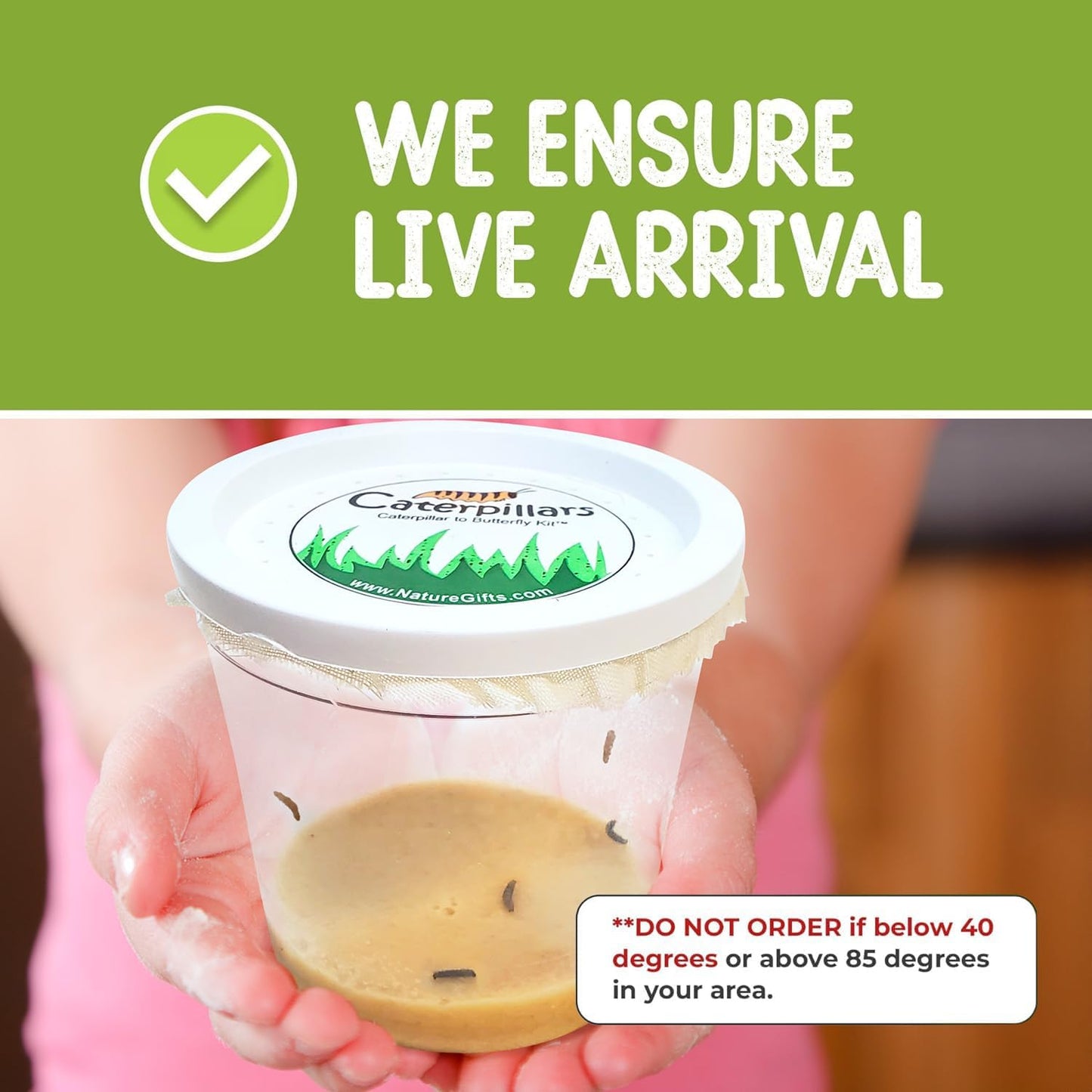 Nature Gifts Live Butterfly Kit - School-Sized Educational Experience with 32 Painted Lady Caterpillars - Pop-Up Cage, and Comprehensive Rearing Supplies for Classroom Engagement, 32 Small Cups